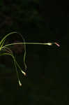 Longstalk sedge